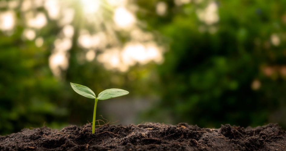 Pflanze kommt aus Erde