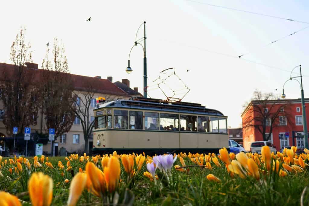IMG_5323aa historische Straßenbahn TW 28 vor dem Hauptbahnhof Dessau mit gelben Krokussen im Vordergrund